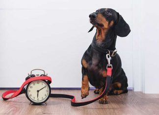 cane-in-attesa-con-orologio