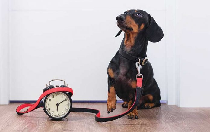 cane-in-attesa-con-orologio