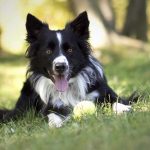 Intelligenza del cane border collie sdraiato sull'erba