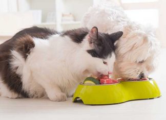 cane e gatto mangiano ciotola