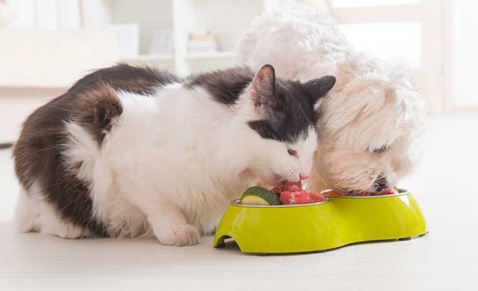 cane e gatto mangiano ciotola