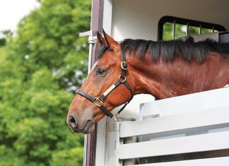 Il trasporto del cavallo