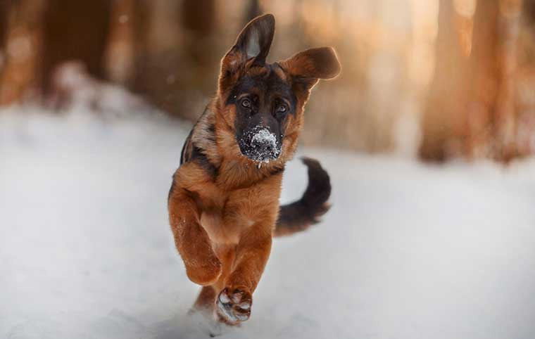 Movimento articolare nella foto cucciolo di cane pastore tedesco