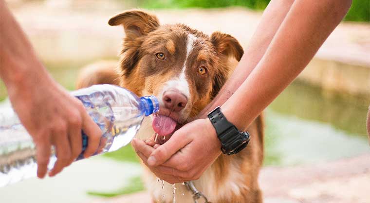 acqua da bere cane sportivo e da lavoro