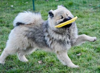 Movimento articolare dei cani! articolazioni cane che corre con il freesbi