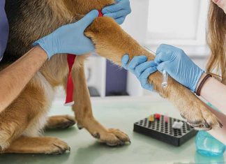 prelivo del sangue al cane per controllo