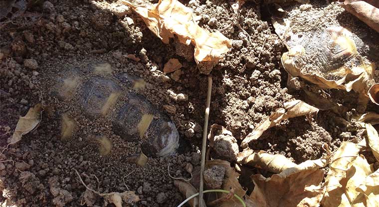 Tartaruga ancora nascosta sottoterra durante il letargo