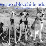 Pet Levrieri scrive al Premier Conte: “Riaprite le adozioni degli animali”
