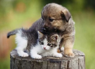 cucciolo di cane e gattino assieme