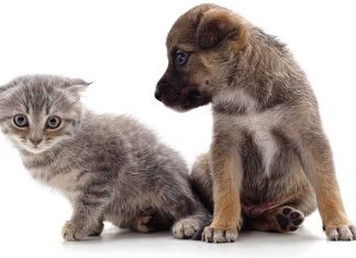 Cane e gatto patologie cuccioli