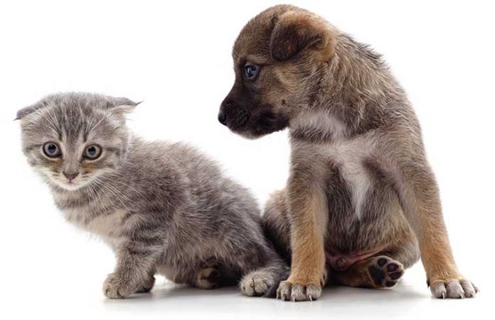 Cane e gatto patologie cuccioli