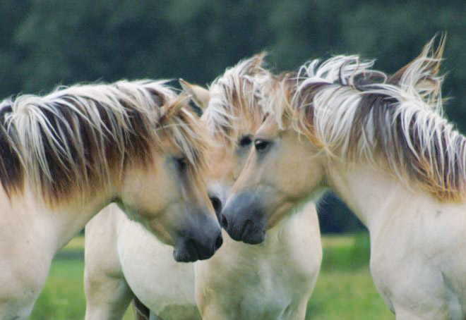 Il cavallo dal carattere difficile nella foto tre cavalli che si studiano tra di loro