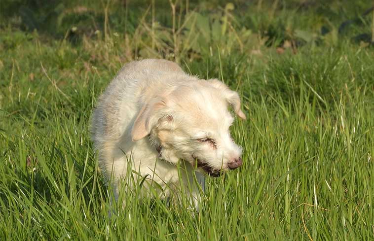 disturbi gastrointestinali per il cane  immagine di un cane in un prato mentre mangia erba