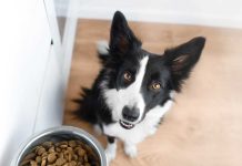 Problemi gastro-intestinali nel cane iStock-2209341914-problemi-gastro-intestinali-cane-gatto