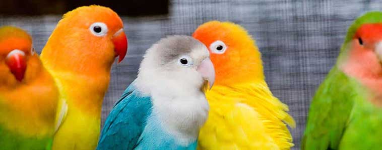 Immagine di alcuni pappagalli 