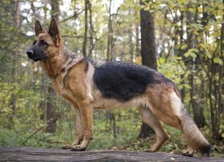 cane pastore tedesco in posa nel bosco