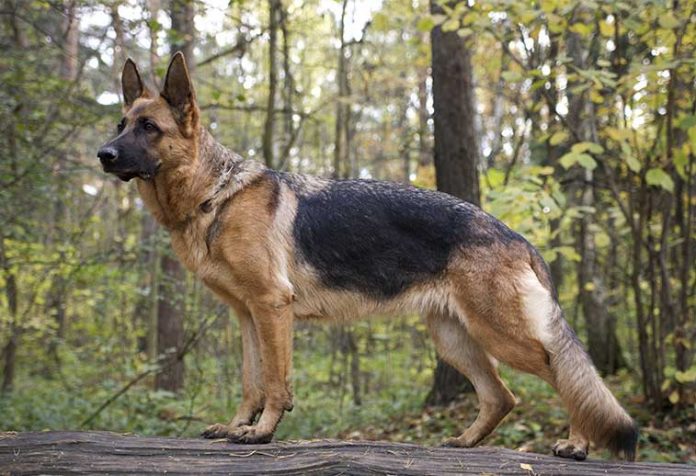 cane pastore tedesco in posa nel bosco