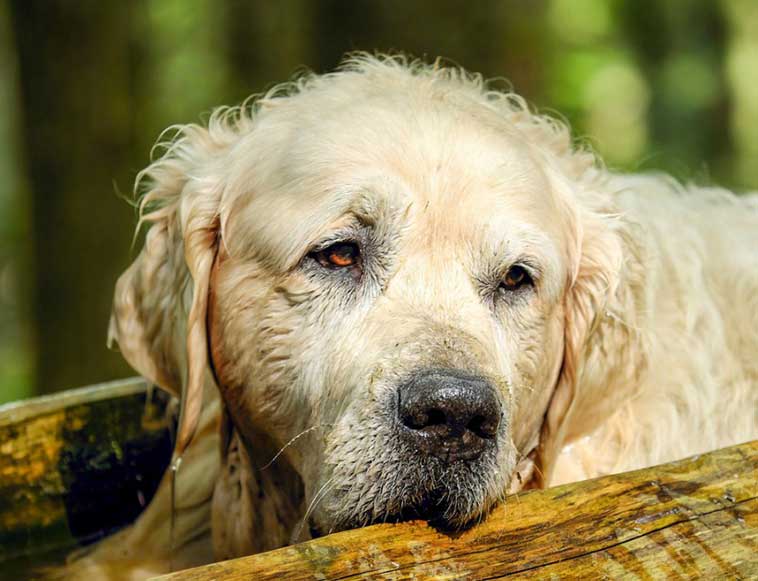 Immagine di un cane anziano relativo all'invecchiamento dei pet.