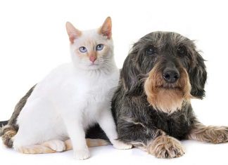 Invecchiamento dei Pet e diete anti-age