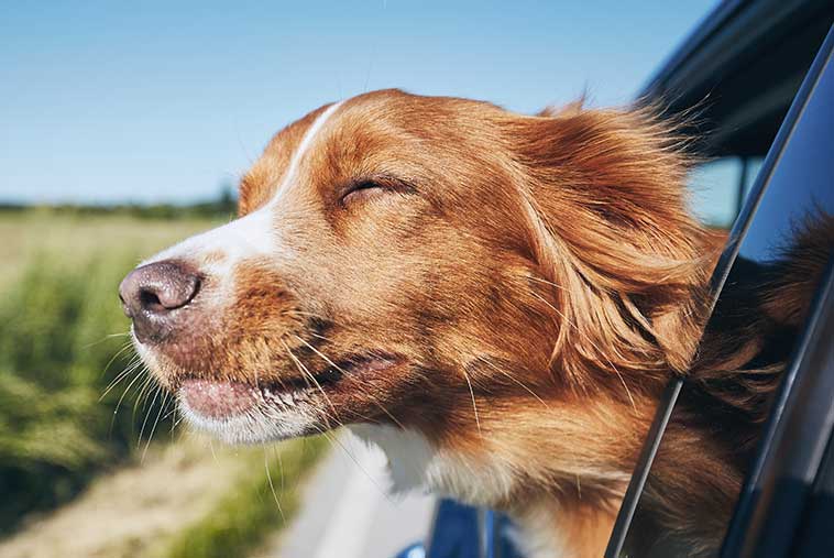 Cane al finestrino mentre viaggia per una vacanza pet-friendly