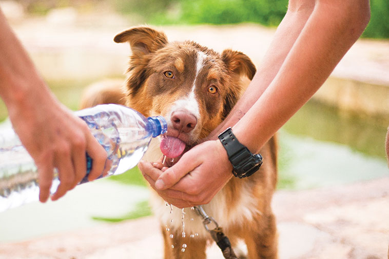 affrontare il periodo estivo nell'immagine un cane che beve alla bottiglietta d'acqua