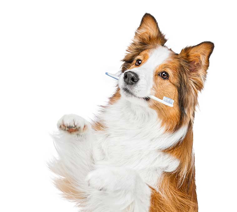 Cane con lo spazzolino da denti in bocca per l'igiene orale del cane e gatto