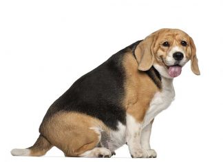 Sovrappeso nel cane cane in sovrappeso