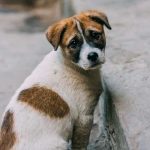 Abbandoniamo le giustificazioni e i preconcetti NON LORO!! L’abbandono è reato