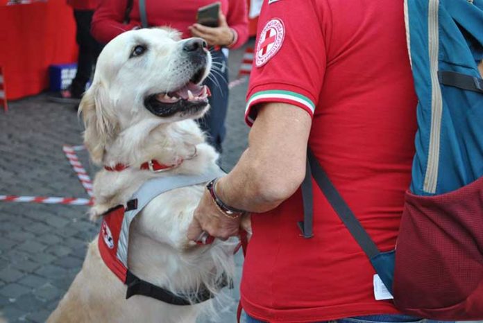 Cane addestrato super eroe dalla Croce Rossa Assieme ad un volontario