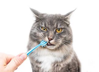 igiene orale gatto