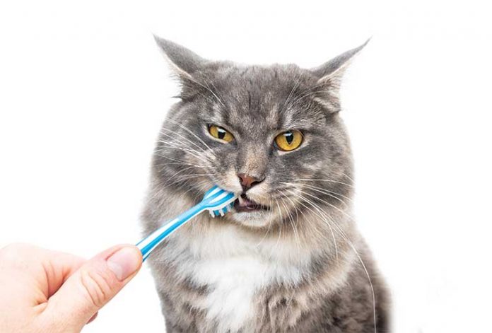 igiene orale gatto