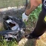 Settanta gatti maltrattati sono stati salvati