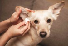 iStock-1937530154-pulizia-orecchie-cane