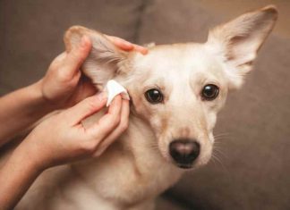 Cura delle orecchie iStock-1937530154-pulizia-orecchie-cane