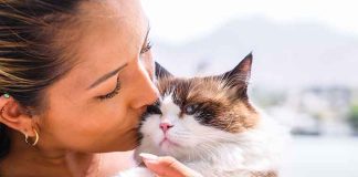 viaggiare-con-i-pet