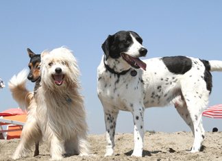 ferragosto spiaggia cani