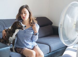 aria condizionata e animali