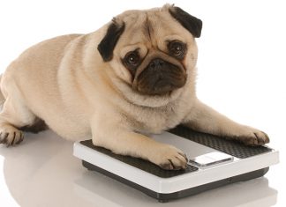 Una soluzione per il sovrappeso: PET BALANCE MEDICA