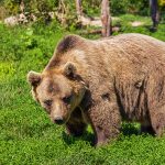 Semplici azione per una convivenza tra orsi e umani orso bruno