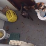Tre animali prigionieri da giorni sequestro animali maltrattati
