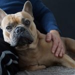 benefici cane paziente pet therapy