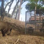 CINGHIALI A ROMA GABBIE TRAPPOLA ALL’INSUGHERATA