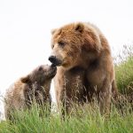 Nuova ordinanza per la cattura definitiva dell’orsa JJ4 orso trentino cattura
