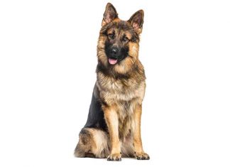 La dermatite atopica nel cane