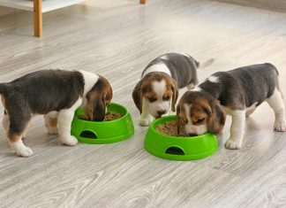 beagles alimentazione aurora biofarma