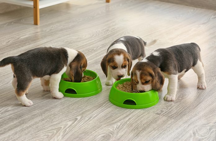 beagles alimentazione aurora biofarma