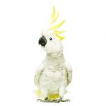 Cacatua-pappagallo-di-origine-australiana-alimentazione