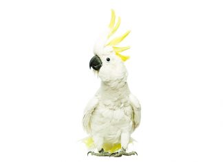 Cacatua-pappagallo-di-origine-australiana-alimentazione