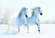 Cavalli-sulla-neve-coppia