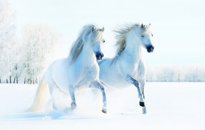 Cavalli-sulla-neve-coppia